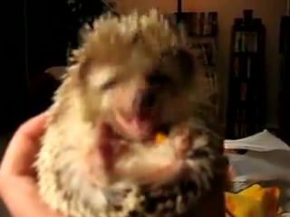 about the hedgehog, how he eats.
